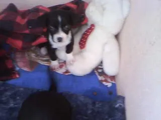 Cachorro ra a não tem  idade Abaixo de 2 meses nome não tem 