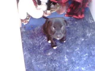 Cachorro ra a não tem  idade Abaixo de 2 meses nome não tem 
