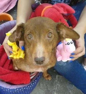 Cachorro raça SRD idade 6 ou mais anos nome Lindinha