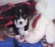 Cachorro raça não tem  idade Abaixo de 2 meses nome não tem 
