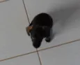 Tobias