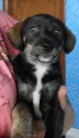 Tobias