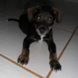 Tobias