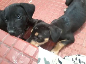 Cachorro raça Vira Lata idade 2 a 6 meses nome Sem nome