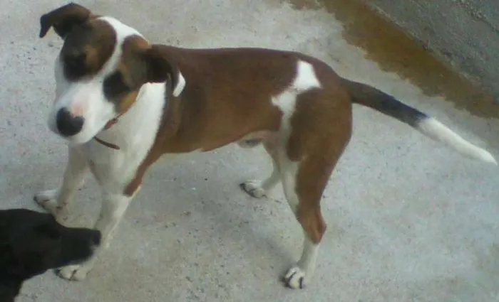 Cachorro raça Fila idade 2 anos nome Camila