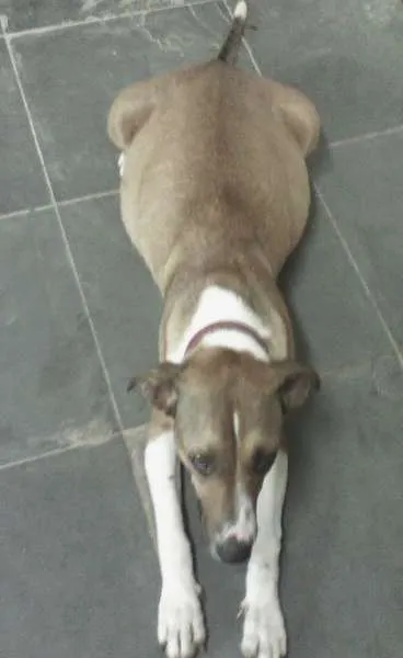 Cachorro raça Fila idade 2 anos nome Camila