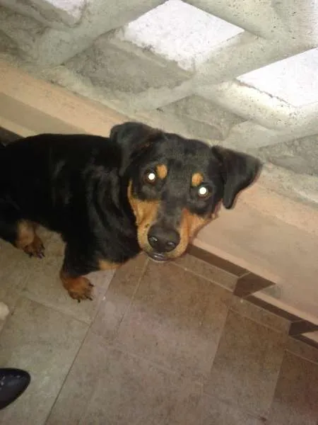 Cachorro raça viralata idade 1 ano nome Pipoca