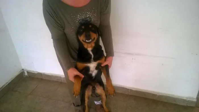 Cachorro raça viralata idade 1 ano nome Pipoca