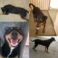 Pipoca
