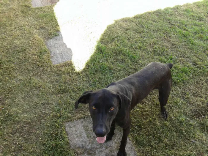 Cachorro ra a weimaraner  com dalmata idade Abaixo de 2 meses nome Rauf