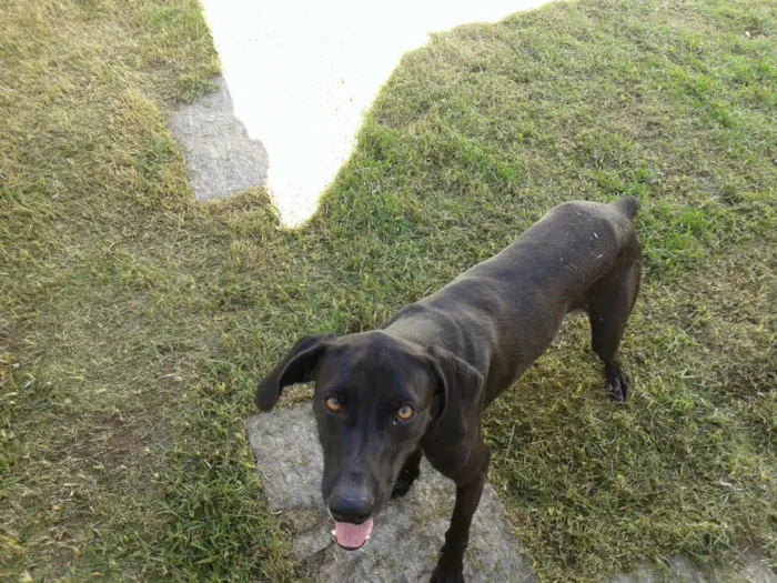 Cachorro ra a weimaraner  com dalmata idade Abaixo de 2 meses nome Rauf