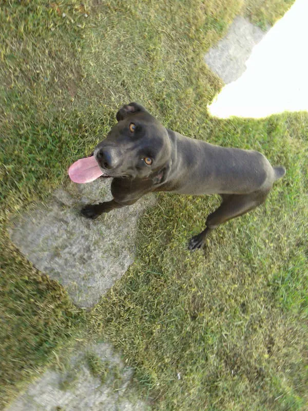 Cachorro ra a weimaraner  com dalmata idade Abaixo de 2 meses nome Rauf