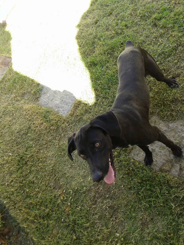 Cachorro ra a weimaraner  com dalmata idade Abaixo de 2 meses nome Rauf