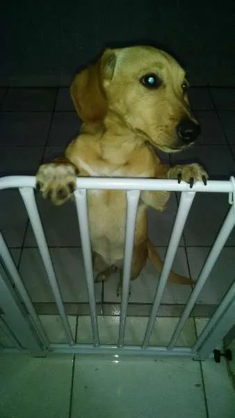 Cachorro ra a Labrador idade 2 a 6 meses nome THOR