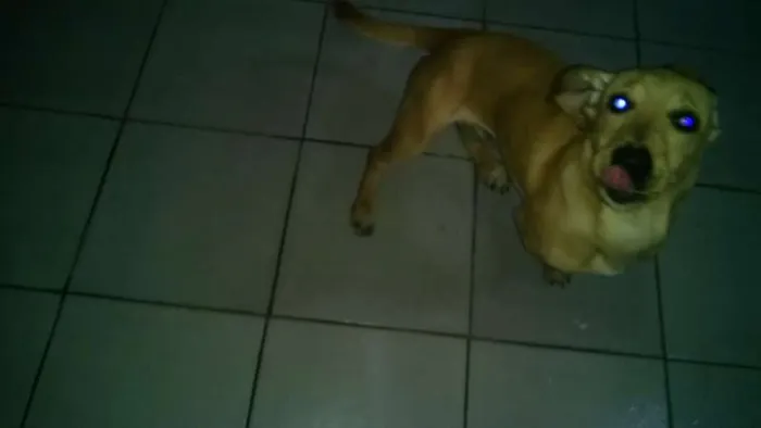 Cachorro ra a Labrador idade 2 a 6 meses nome THOR