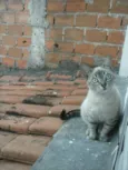 Vários gatos