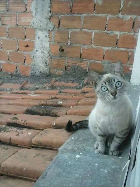 Gato ra a  idade 2 a 6 meses nome Vários gatos