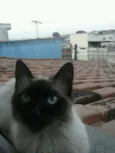 Vários gatos