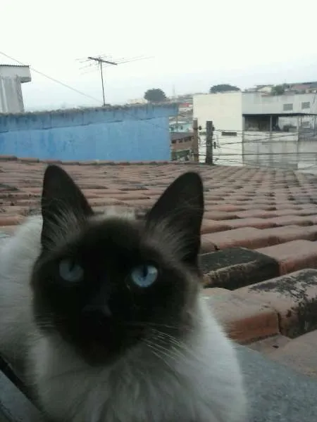 Gato ra a  idade 2 a 6 meses nome Vários gatos
