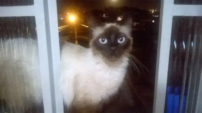 Gato ra a  idade 2 a 6 meses nome Vários gatos