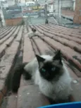 Vários gatos