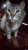 Vários gatos