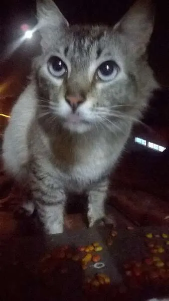 Gato ra a  idade 2 a 6 meses nome Vários gatos