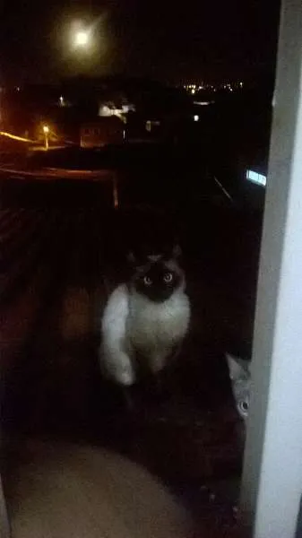 Gato ra a  idade 2 a 6 meses nome Vários gatos