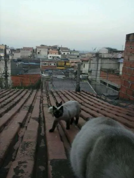 Gato ra a  idade 2 a 6 meses nome Vários gatos