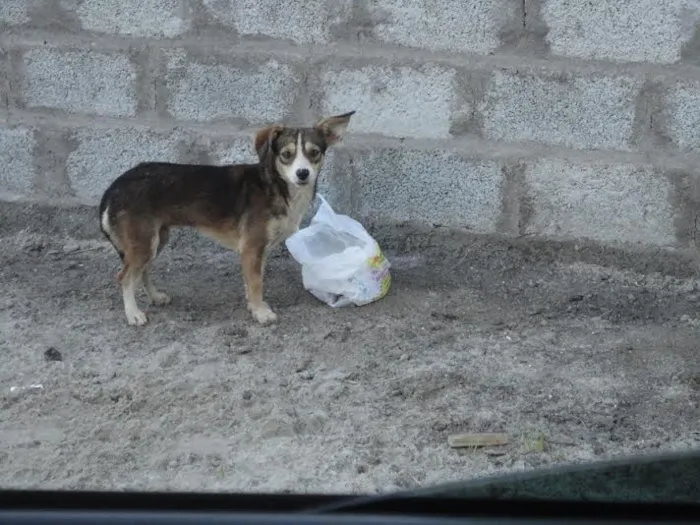 Cachorro ra a SRD idade 7 a 11 meses nome Mily