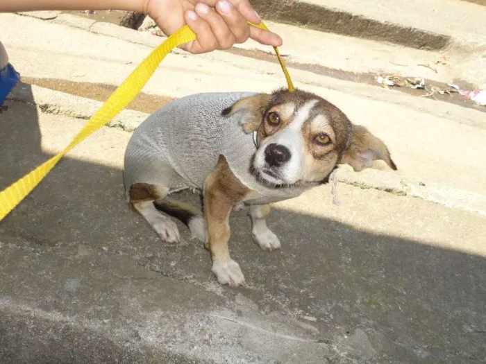 Cachorro ra a SRD idade 7 a 11 meses nome Mily