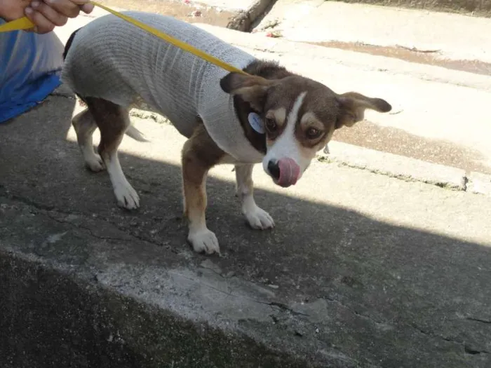Cachorro ra a SRD idade 7 a 11 meses nome Mily