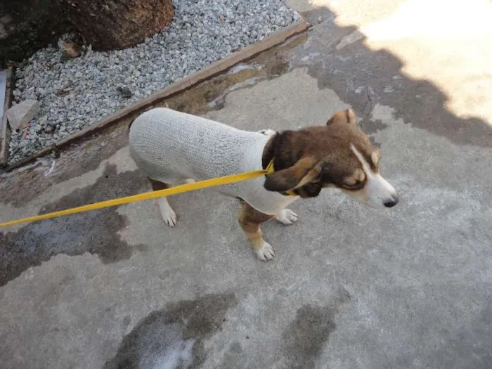 Cachorro ra a SRD idade 7 a 11 meses nome Mily