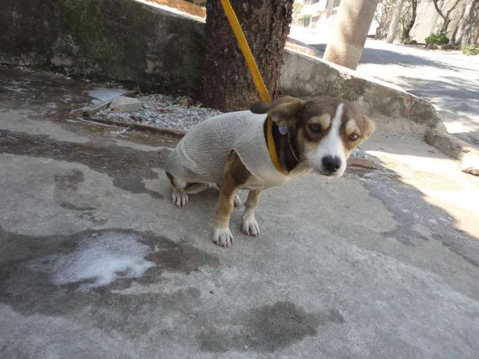 Cachorro ra a SRD idade 7 a 11 meses nome Mily