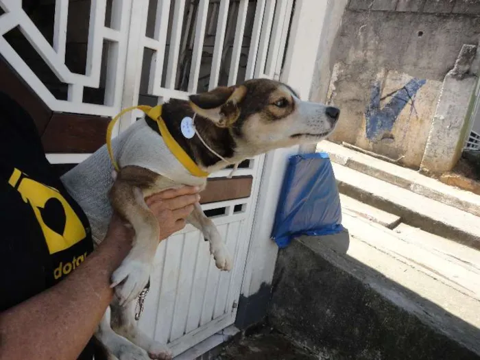 Cachorro ra a SRD idade 7 a 11 meses nome Mily