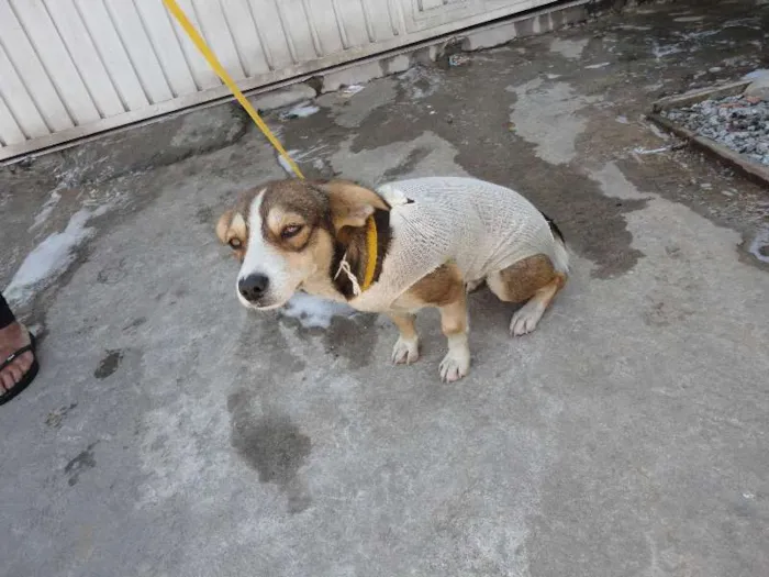 Cachorro ra a SRD idade 7 a 11 meses nome Mily