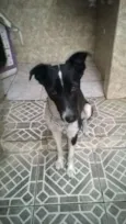 malu