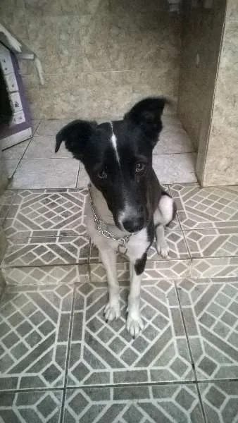 Cachorro raça srd idade 2 anos nome malu