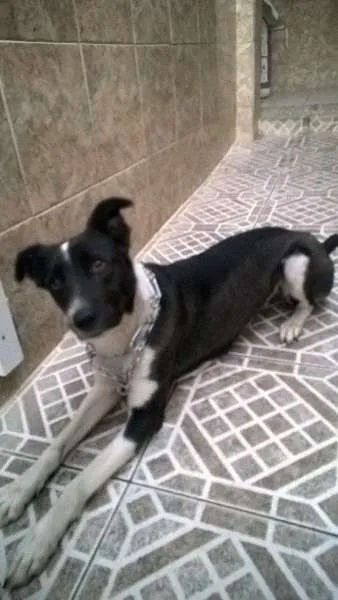 Cachorro raça srd idade 2 anos nome malu