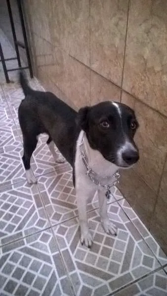 Cachorro raça srd idade 2 anos nome malu