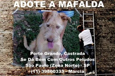 Cachorro ra a srd idade 1 ano nome Mafalda