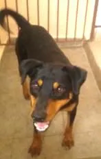 Cachorro raça viralata idade 1 ano nome Pipoca