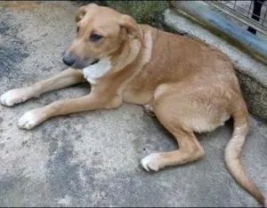 Cachorro raça SRD idade 1 ano nome Maraja