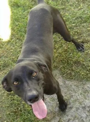 Cachorro ra a weimaraner  com dalmata idade Abaixo de 2 meses nome Rauf