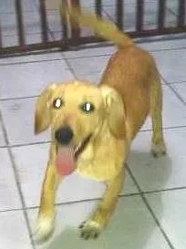 Cachorro raça Labrador idade 2 a 6 meses nome THOR