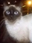 Vários gatos