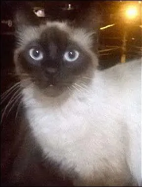 Gato ra a  idade 2 a 6 meses nome Vários gatos