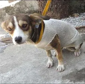 Cachorro raça SRD idade 7 a 11 meses nome Mily