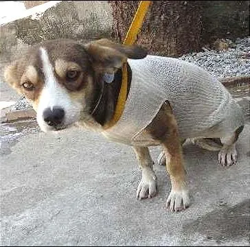 Cachorro ra a SRD idade 7 a 11 meses nome Mily