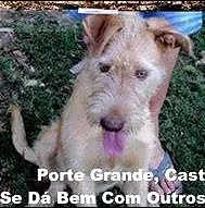 Cachorro raça srd idade 1 ano nome Mafalda